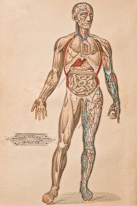 diagram of the human body